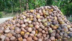 Pohon Kelapa