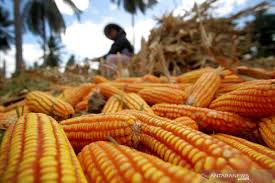 Jagung