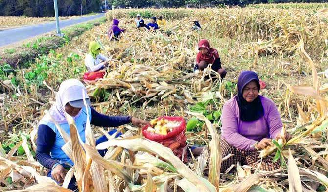 Jagung